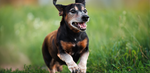 Senior dachshund dog running outside in the grass