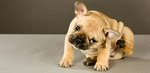 Cute puppy itching/scratching it's ears