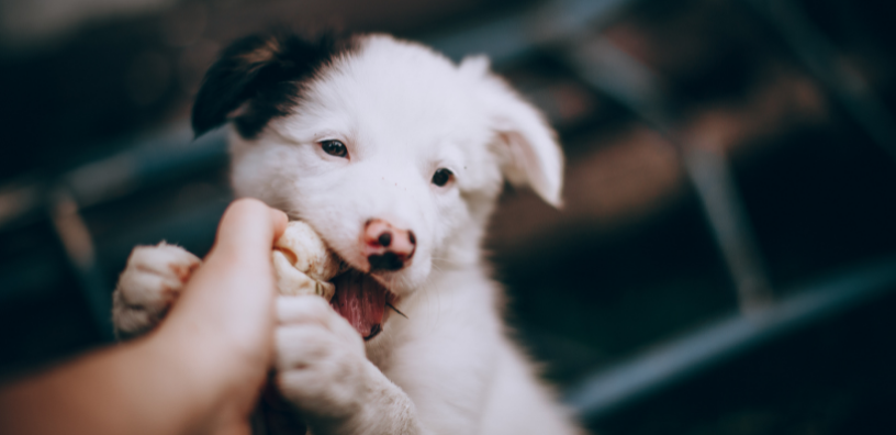 How to Puppy-Proof Your Home
