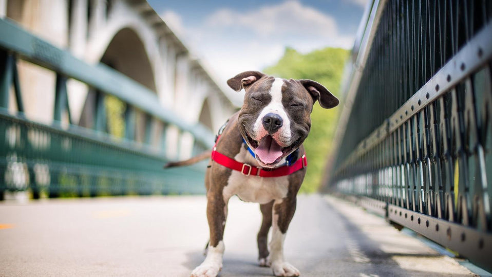 Should you give your dog a Daily Multivitamin?