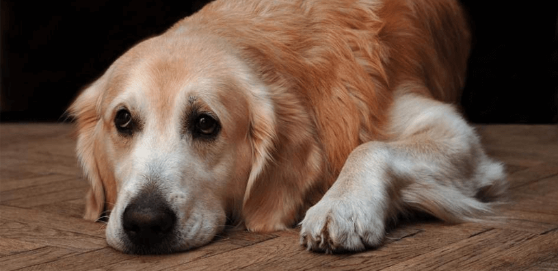 5 señales tempranas de artritis canina (y cómo prevenirla)