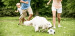dog owners and kid playing with a friendly dog outdoors on a grassy field, emphasizing exercise and social activity for a healthy pup