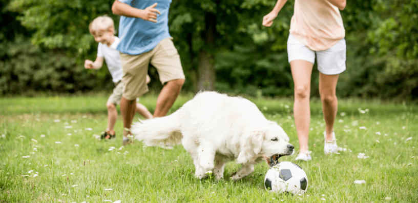dog owners and kid playing with a friendly dog outdoors on a grassy field, emphasizing exercise and social activity for a healthy pup