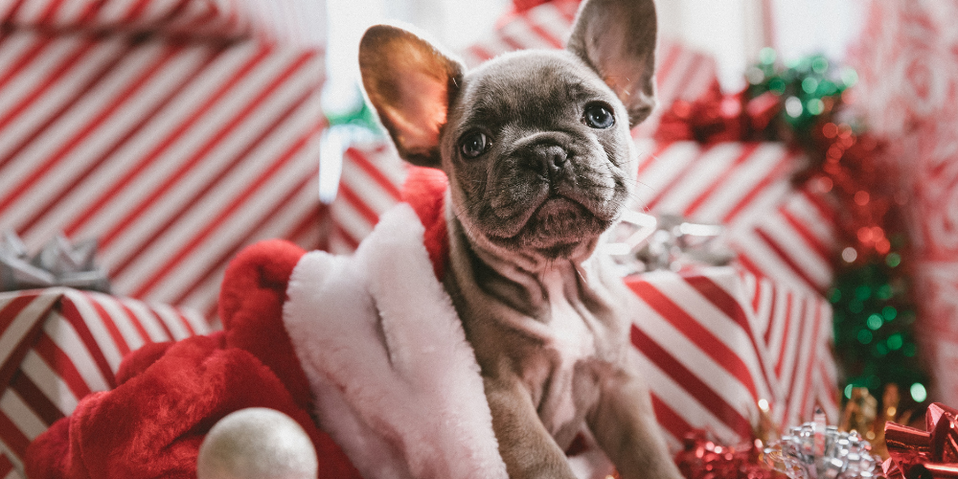 5 Products You Need to Keep Your Pup Healthy for the Holidays