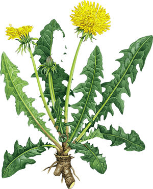 Dandelion Root