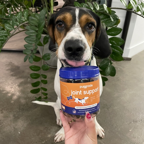 White and brown dog licking joint support chew jar.