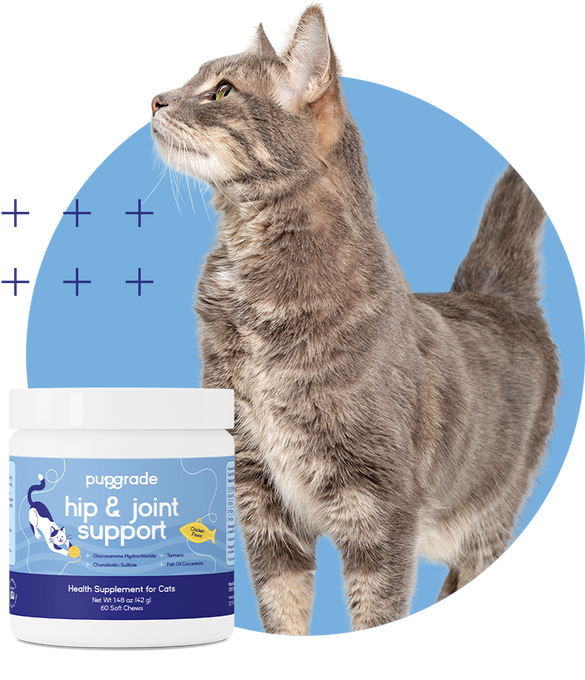 A cat standing behind a jar of PupGrade Hip & Joint Support soft chews for cats.