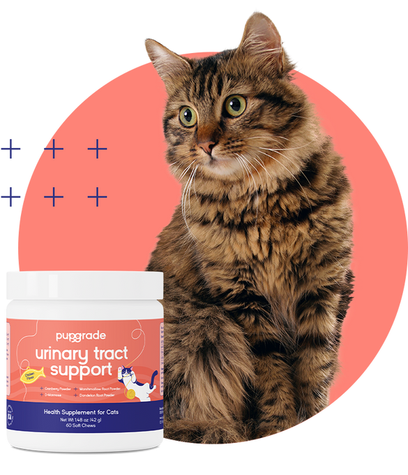 A cat sitting behind a jar of PupGrade Urinary Tract Support soft chews for cats.