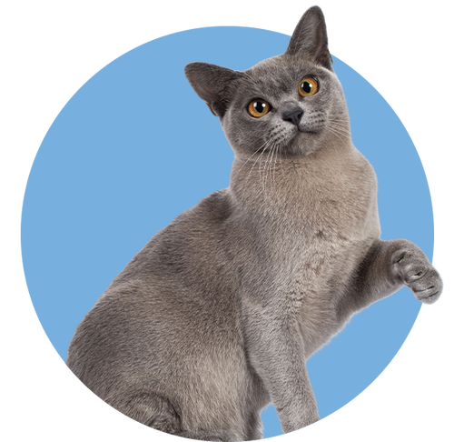 A grey cat with its paw raised inside a blue circular background.
