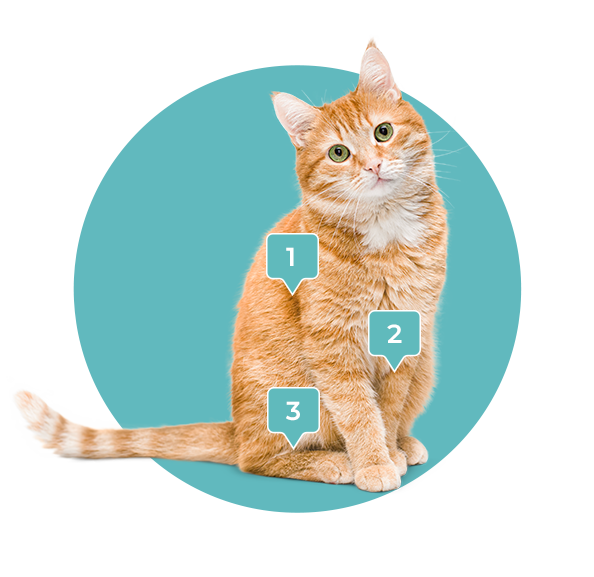 A cat inside a teal circle.