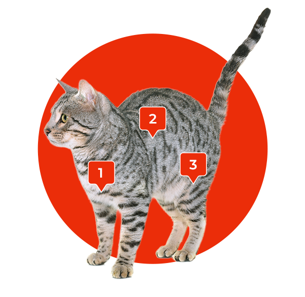 A cat inside a red circle.