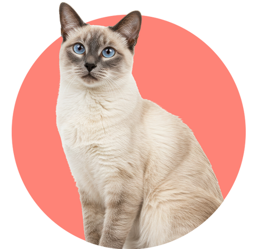 A Siamese cat inside a salmon-pink circle.