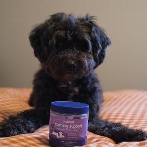 Black poodle mix lying behind PupGrade Calming Support jar.
