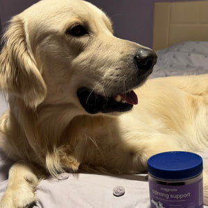Golden retriever lying next to PupGrade Calming Support jar.