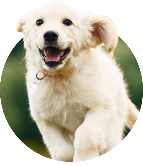 dog