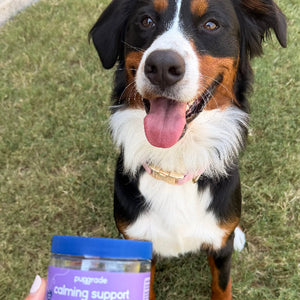 Bernese Mountain Dog looking up at PupGrade Calming Support jar.