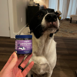 Black and white dog sitting beside PupGrade Calming Support jar.