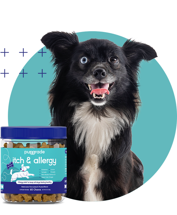 Dog with Itch & Allergy Jar