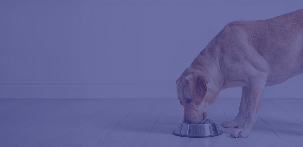 Brown dog drinking from a bowl.
