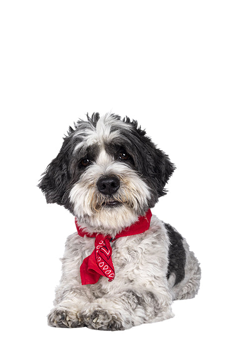 Small white and black dog laying down with red bandana.
