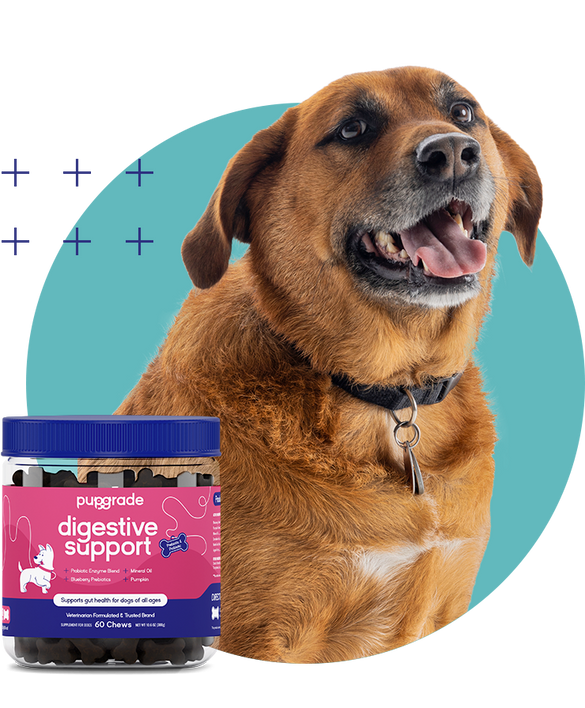 Dog with Digestive Support Jar