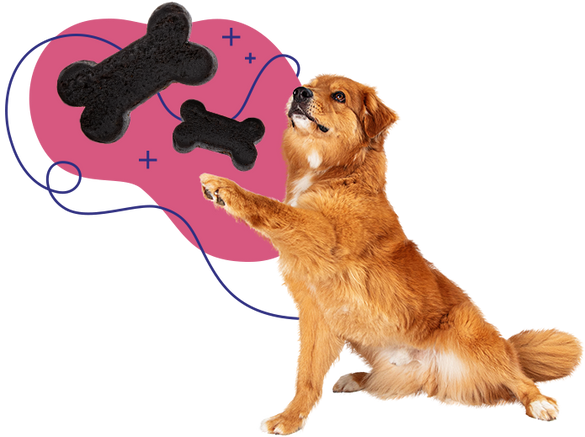 Brown dog sitting with an illustration of PupGrade treats.