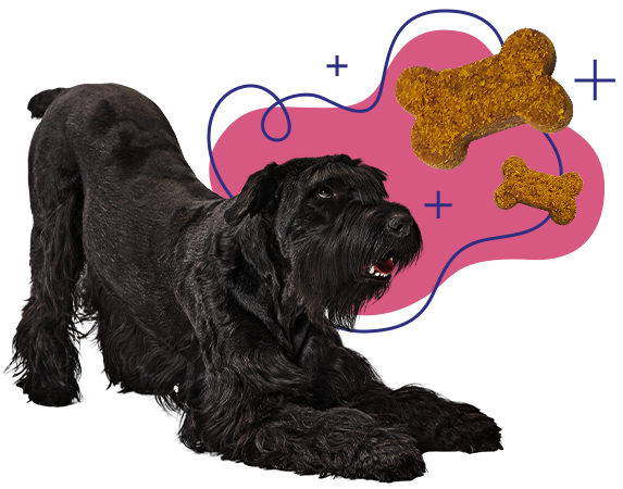 Black dog looking at an illustration of PupGrade treats.