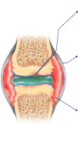 Healthy knee joint